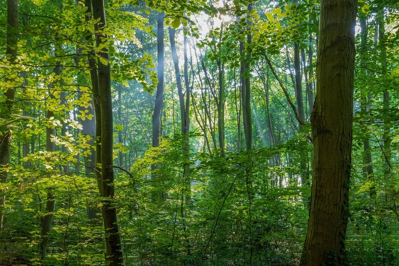 Forest Retreat