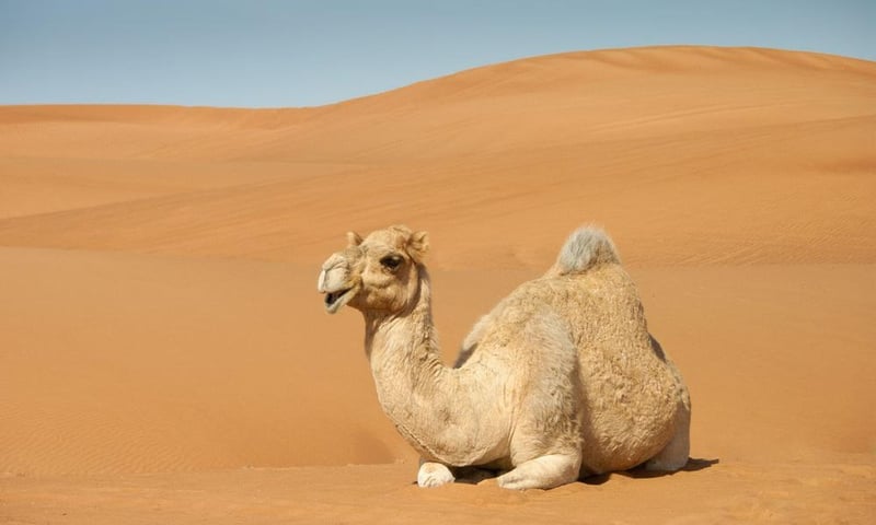 Sahara Desert, Morocco
